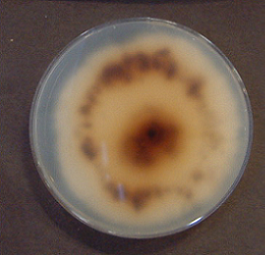 Heterobasidion annosum2(DAT-6269)